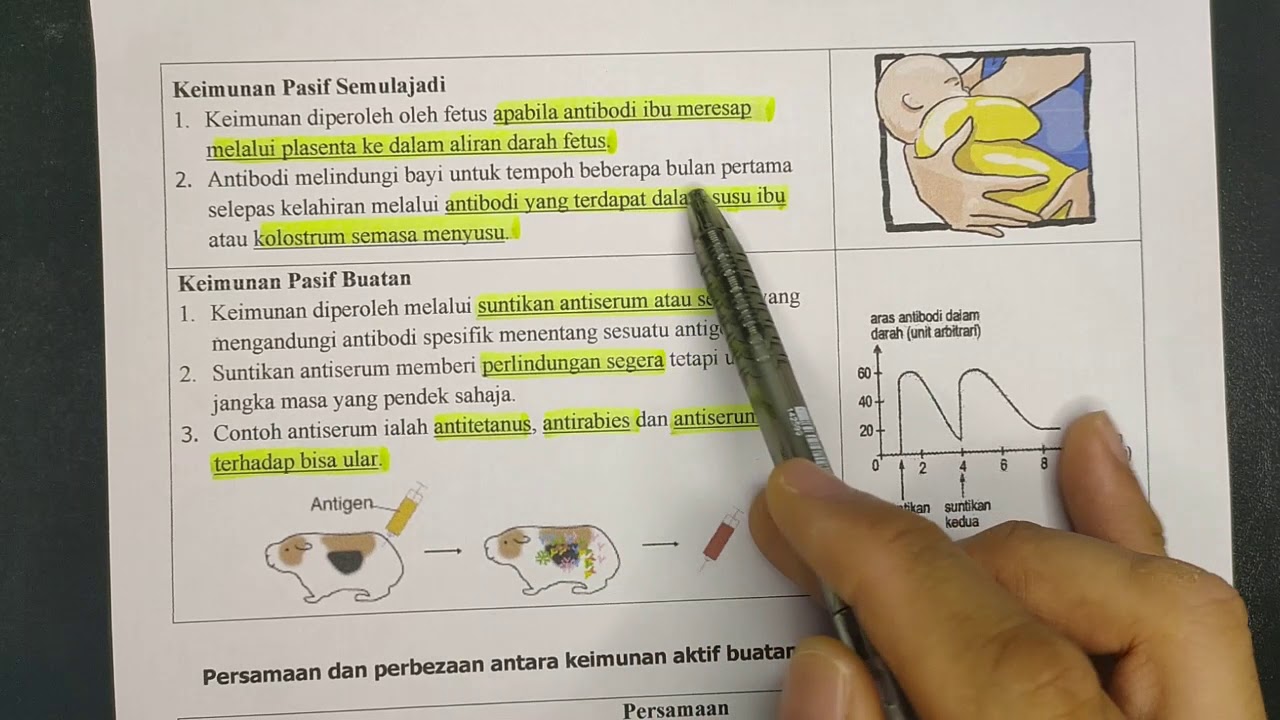 11 3 Jenis Keimunan Youtube