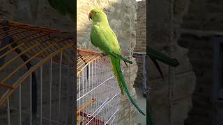 green parrot sound talking parrot sounds #shorts #shortvideo
