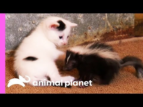 Black And White Kittens Welcome An Oddball Orphan To Their Family | Too Cute!
