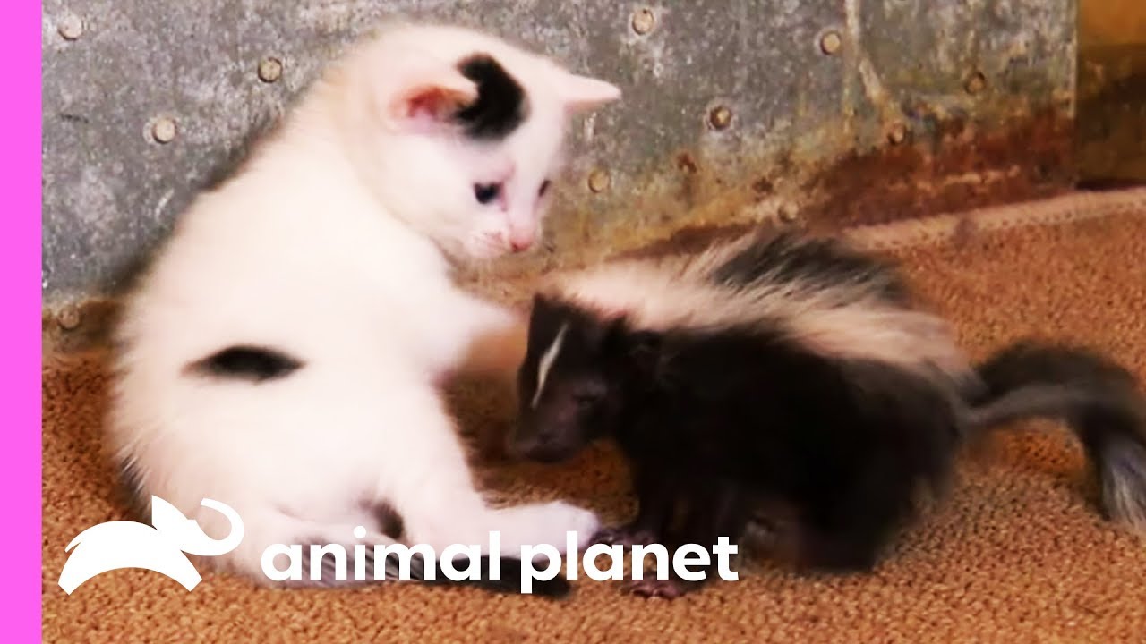 white cat and black cat kittens