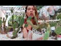 PAANO PATABAIN ANG BUNNY EARS CACTUS? || Propagating And Repotting