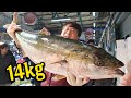 [ENGSUB] 14kg급 대방어의 맛, 해체부터 부위별 맛까지(인천 연안부두 어시장)