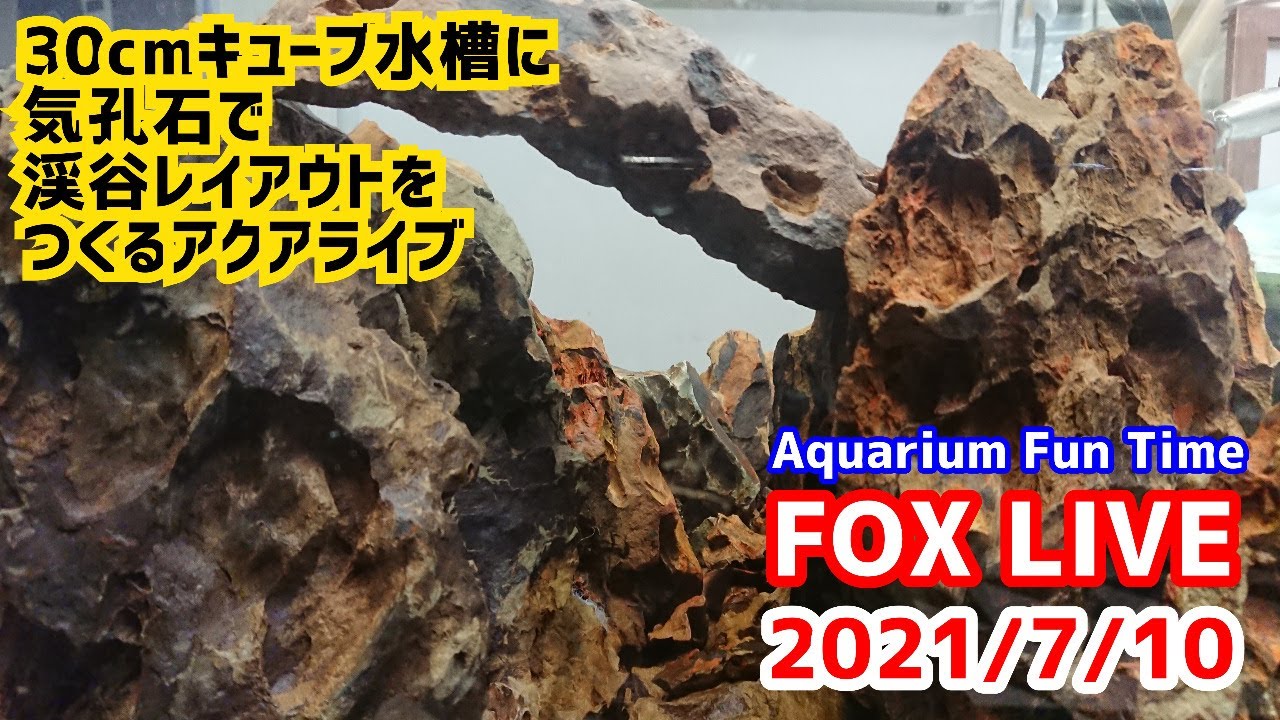 レイアウト完成品 白流石 流木 30キューブ水槽 レイアウト 石組 親石付 レイアウト完成品 白流石 流木 30キューブ水槽 レイアウト 石組