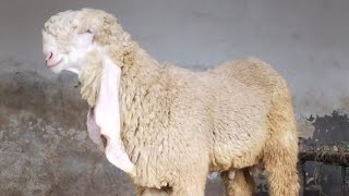 Pure Kajla Chtra For Saleee Best For Qurbani 2024 11 Mon Monts Kheera Kajla