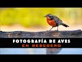 Fotografía de Aves en Bebedero