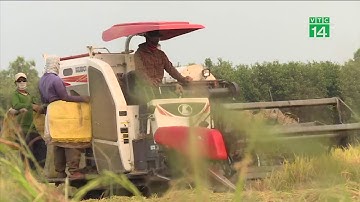 Canh tác lúa thích ứng xâm nhập mặn | VTC14