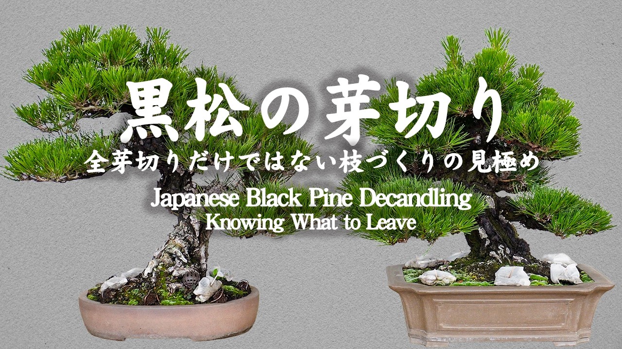 黒炭の切り株の盆栽 Japanese Black Pine Decandling — Knowing What to Leave - YouTube