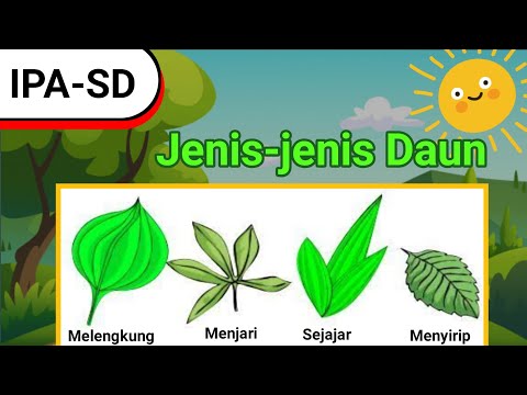 Video: Apakah fungsi daun?