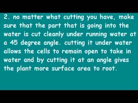 How to Grow Vanilla From a Cutting 