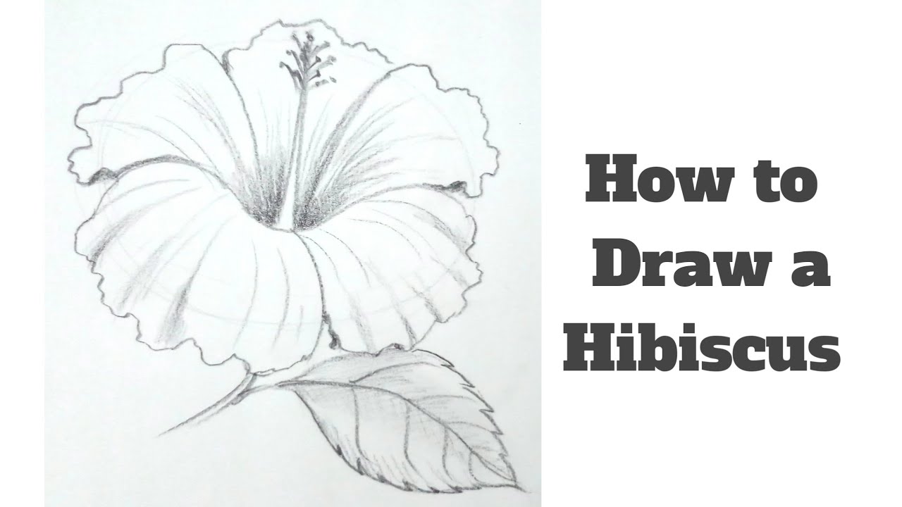 How to Sketch Hibiscus Flower  YouTube