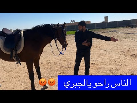 فيديو: ما الذي يعتمد عليه الحصان؟