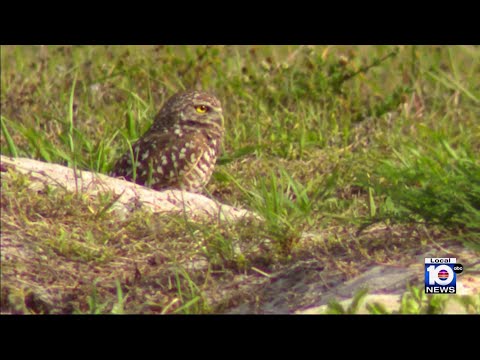 South Florida residents rally to protect burrowing owls from dirt bikes, ATVs