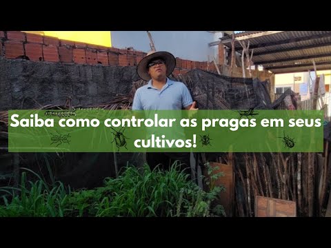 Vídeo: Plantas Protegendo Pragas