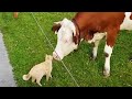 Funny Domestic and Wild Animals 🙉😂 [Funny Pets]