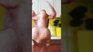Twurkey Kitchen Dance. Can you say that 5 times fast without saying CHICKEN? #lol #chickens #dance