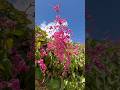 Beautiful flowers #flowers #wildflowers #loveflower #youtubeshorts #shorts #shortvideo #viral #fyp
