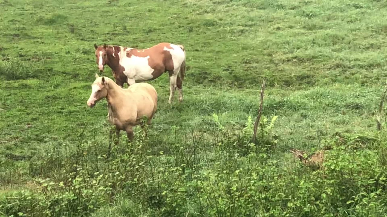 Caballos 🐎 pintos americanos. Geronimo y sharapova.