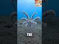Octopuses Might Actually Be Aliens 🛸 #shorts #octopus #wildlife
