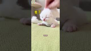 Popo Slept So Deep They Made a Clone! 😴✨ #cat #meow #shorts