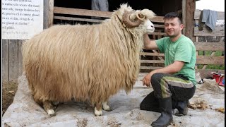 Câte KG de lână are un berbec și o oaie BALĂ după tuns!? La povești cu Dănuț de la Negrești-Oaș 2021