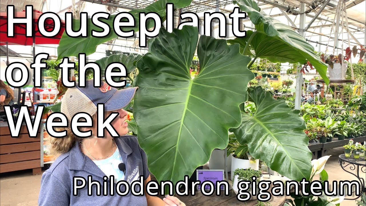 Philodendron Giganteum - Houseplant of the Week - YouTube