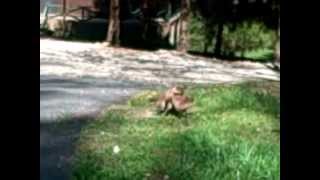 Wild fox pups at play