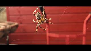 Cross orb-weaver (Araneus diadematus) web-building Cross Orbweavers