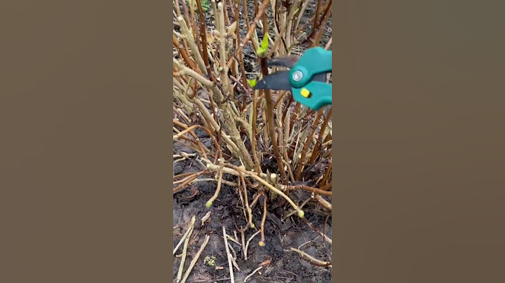 Hortensien richtig schneiden Februar März