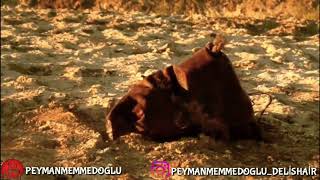 Hn Axtardigi Watsap Ucun Dini Statuslar.... Yeni