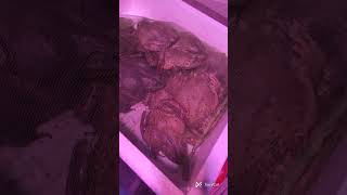 Frogs , turtles and snakes for sale in a chinese market #shorts_video # life_in_china