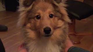 Funny And Cute Video About My Dog