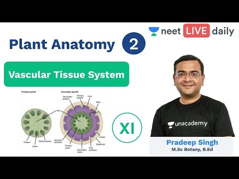 Neet Plant Anatomy L 2 Vascular Tissue System Biology Class 11 Unacademy Neet Pradeep Sir Youtube