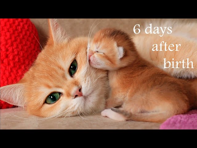  6 Days After Birth | Anabel and her first baby kittens | Cuteness | Video 2020