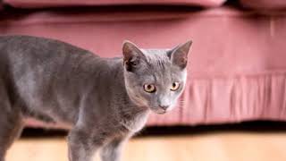 Korat cat breed