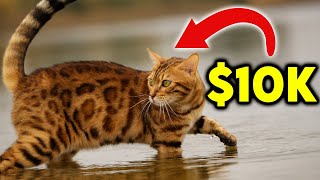 Top 10 Most Expensive Cat Breeds in The World