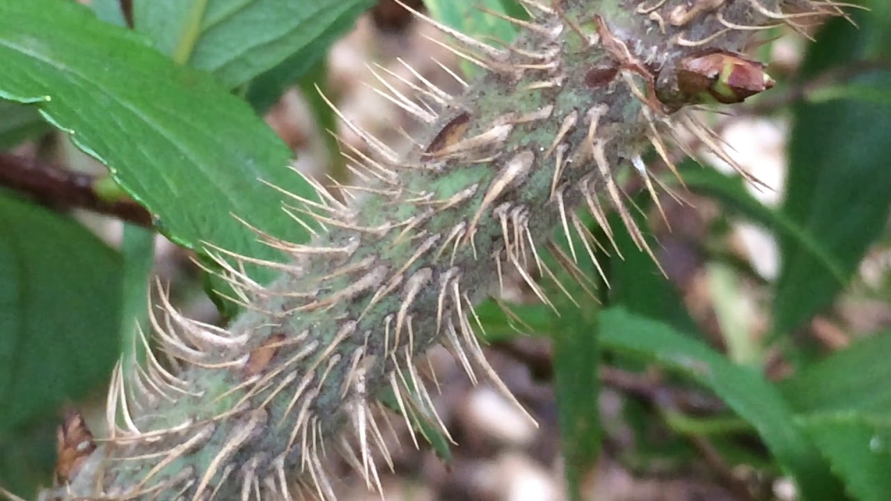 Dog rose (Rosa canina) thorns close up October 2017 YouTube