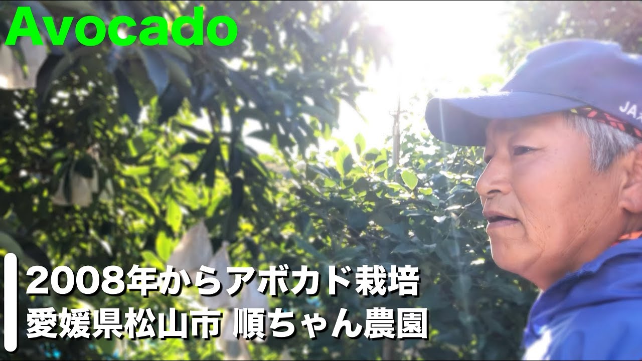 【順ちゃん農園 後編】アボカド栽培の大事なこと！剪定や肥料，水管理，品種の選定など！全部聞いてきました！【驚愕！】Avocado cultivation in Ehime, Japan!