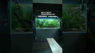 Exceptional Nature Aquarium at @liquidnature_vienna  shop 🤯 #aquascape #aquarium #nature #fishtank