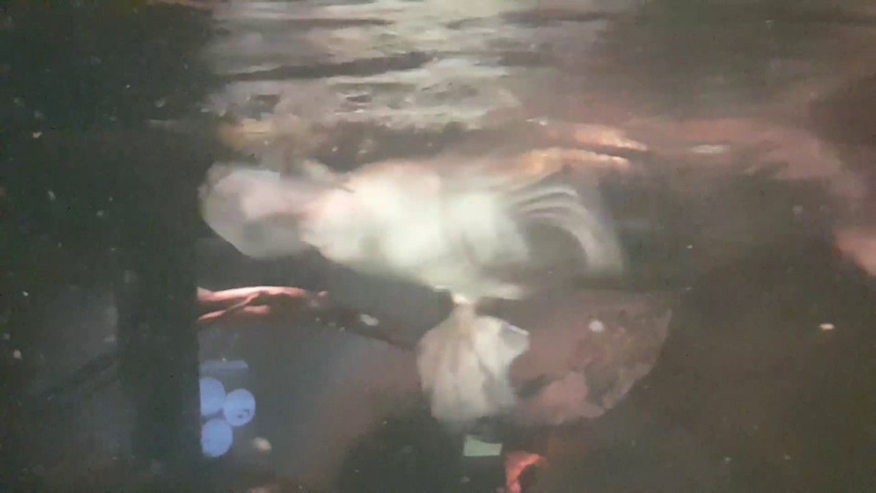 Platypus hunting crayfish. YouTube