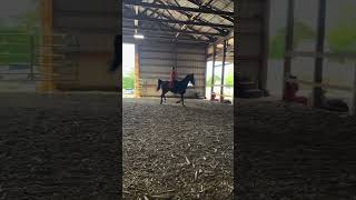 Can’t wait to show this gorg mare! @Rosie_eqq #horse #asb #equestrian #eq #equitation #saddlebred
