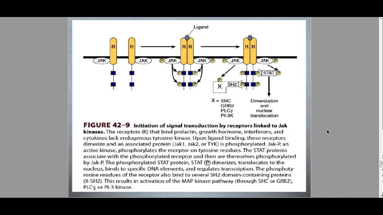 Mechanism of Hormone Action and Diversity of Animal Hormones Part 10