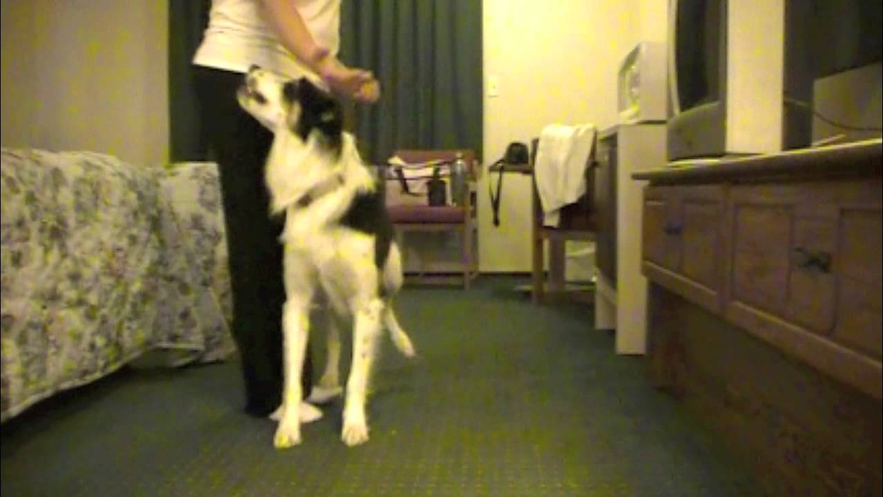 Canine Freestyle Positions: Moving forward and backward positions معنى