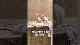 Cutest Thing I Saw Today..