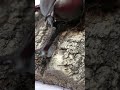 エサを食べるカブトムシの不思議な行動