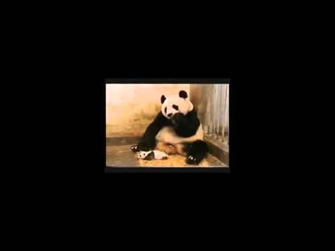 Tatlı bebek panda hapşırıyor
