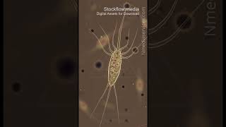 Giardia Lamblia 20260314 0872 | Parasite | Microscopic - Vertical Stock Footage