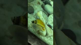 Apple snail #aquarium #fish #snail #aquariumfish #fishtank #pets #pet #petlover #youtubeshorts #yt