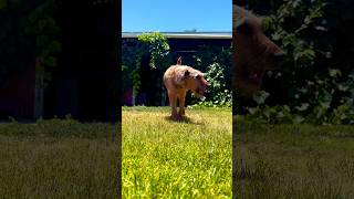 Happy Irish Terrier is so funny