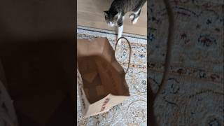 猫の紙袋チェック