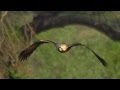 Могильник (Aquila heliaca) - Eastern imperial eagle | Film Studio Aves